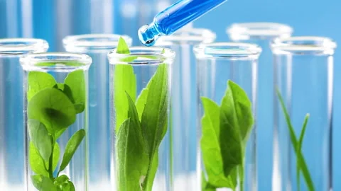 Pipette with blue liquid drop fall in test tube with green plant inside. Close u Stock Footage 90907115