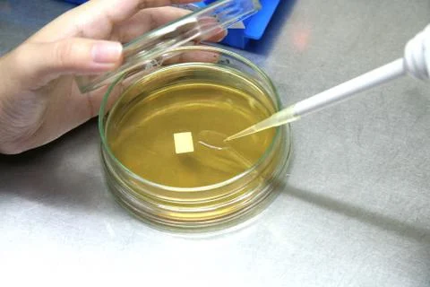 Pipette with drop of sample liquid and petri dishes. Stock Photos