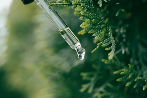 Pipette with essential liquid of pine Stock Photos