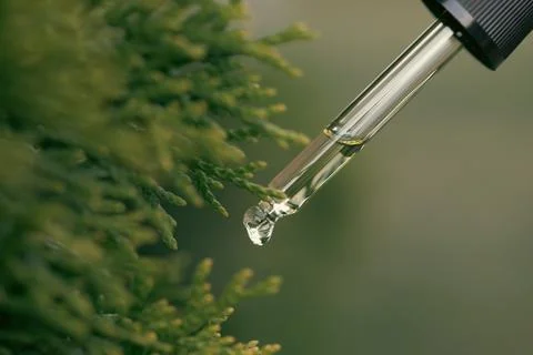 Pipette with essential liquid of pine Stock Photos