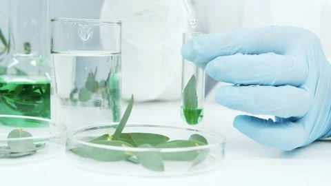 Pipette with water. Eucalyptus branch. Stock Footage 171236795