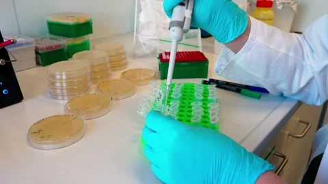 Pipetting bacterial colonies for sowing on solid nutrient media Видео 263213488