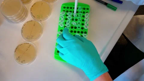Pipetting bacterial colonies for sowing on solid nutrient media Stock Footage 263213724