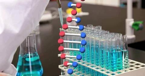Pipetting gloved tech in lab coat at lab bench, drawing blue into pipette over Stock Photos
