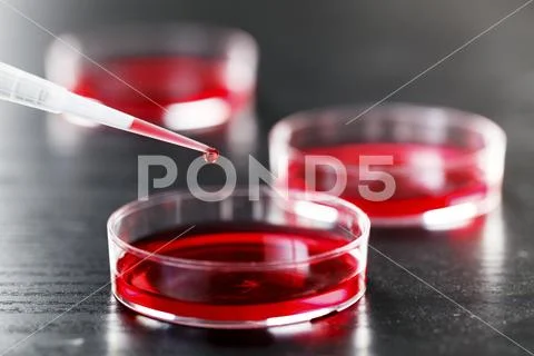 Pipetting red liquid into a petri dish Stock Photos