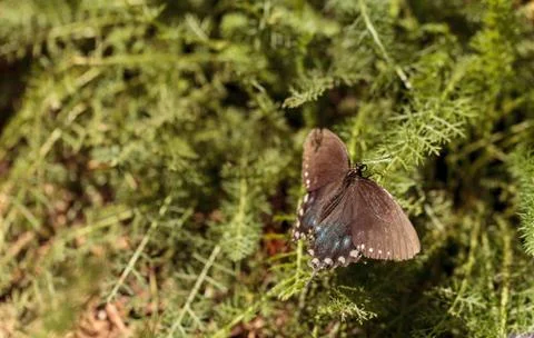 Pipevine swallowtail butterfly, Battus philenor Stock-Fotos