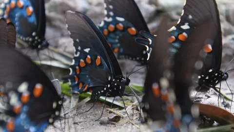 Pipevine Swallowtail Butterfly Close Up Video stock 106010728