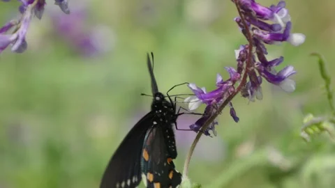 Pipevine swallowtail butterfly gathering nectar from flower Stock Footage 336688689