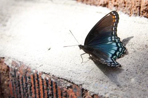 Pipevine Swallowtail Butterfly Stock Photos