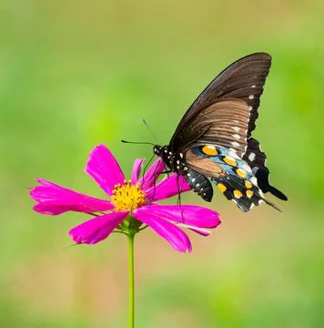 Pipevine Swallowtail butterfly Fotos de archivo