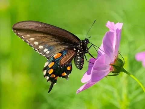 Pipevine Swallowtail butterfly Fotos de archivo