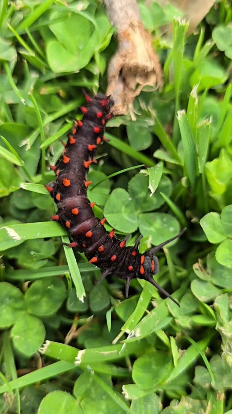 Pipevine swallowtail caterpillar crawling on grass. Stock Footage 333600090
