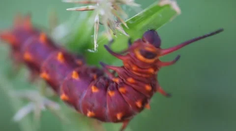 Pipevine Swallowtail Caterpillar Stockbeeldmateriaal 58402797