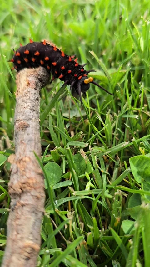 Pipevine swallowtail is crawling on twig. Stock Footage 333600093