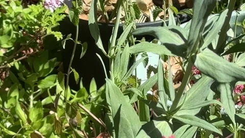 Pipevine swallowtail on jupiter's beard on windy day Stock Footage 322552300