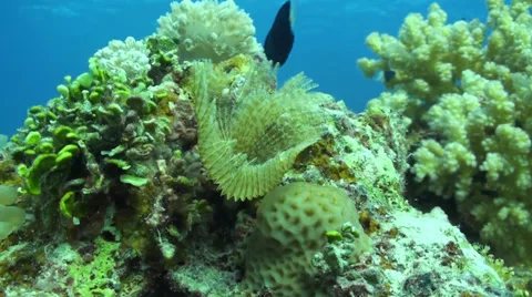 Pipeworm in the Red Sea Stock Footage 33531434