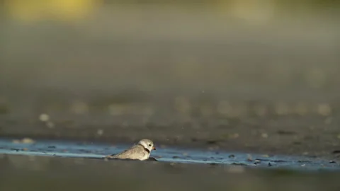 Piping Plover bathing Stock Footage 153249479