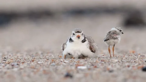 A Piping Plover on the Beach Stock Footage 148512336