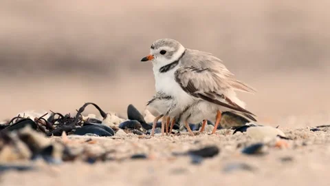 A Piping Plover on the Beach Stock Footage 157068115