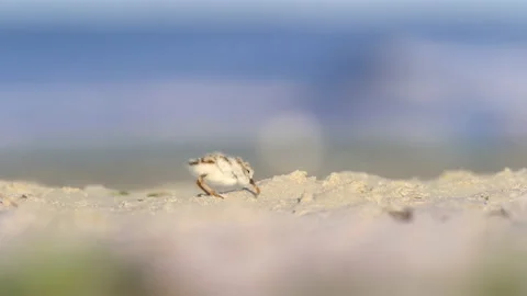 Piping Plover chick Stock Footage 195588796