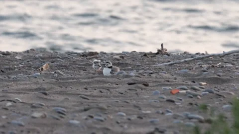 Piping Plover Dad and Chick On Beach Stock Footage 201683686