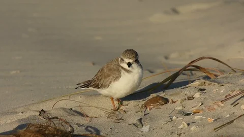 Piping Plover Video stock 86214606