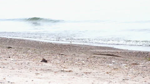 Piping Plover One Week Old Hatchling Walking On Beach Stock Footage 201885104