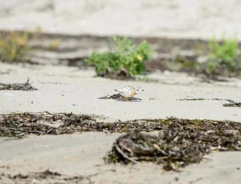 Piping Plover pause Stock Photos