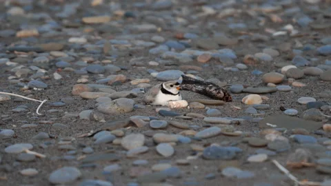 Piping Plover Sitting On Eggs In Nest Stock Footage 201311276