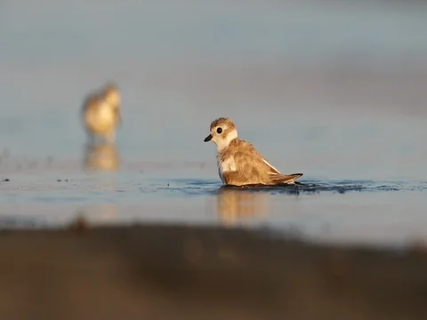 Piping Plover taking a bath in slow motion Stock Footage 80838716