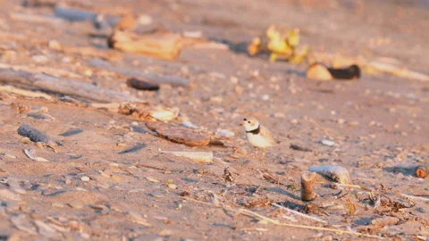 Piping Plover Walking On Beach Stock Footage 201307721