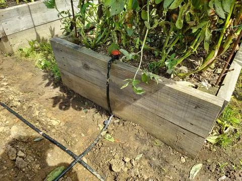Piping system to install drip irrigation in the vegetable garden. bed with .. Stock Photos