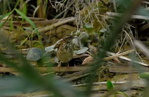 Pipit bird Stock Photos