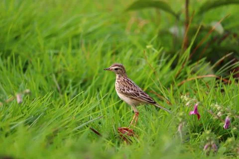 Pipit Stock Photos