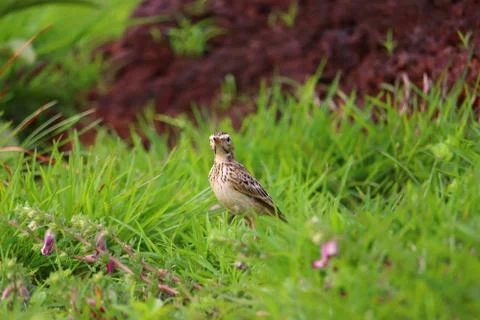 Pipit Stock Photos