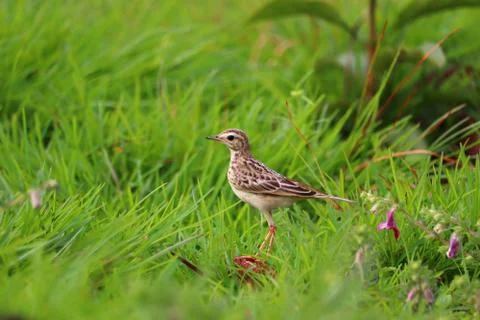 Pipit Stock Photos