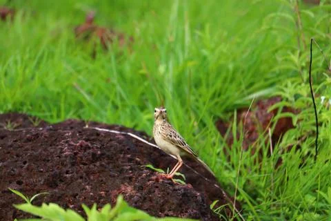 Pipit Stock Photos