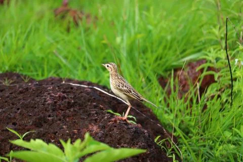 Pipit Stock Photos