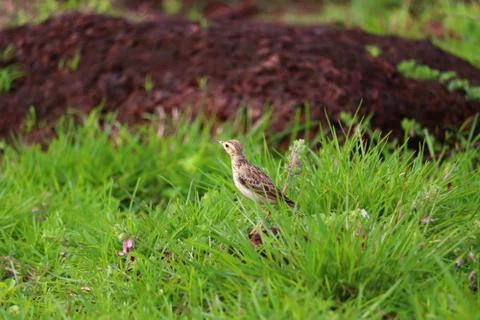 Pipit Stock Photos