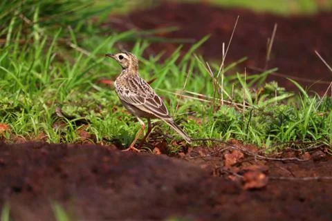 Pipit Stock Photos