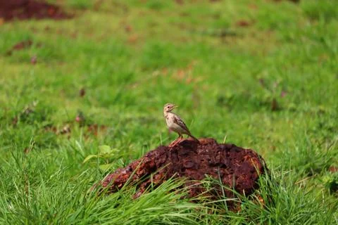 Pipit Stock Photos