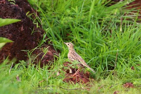 Pipit Stock Photos