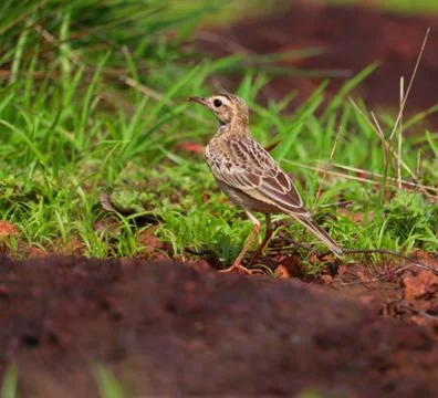 Pipit Stock Photos