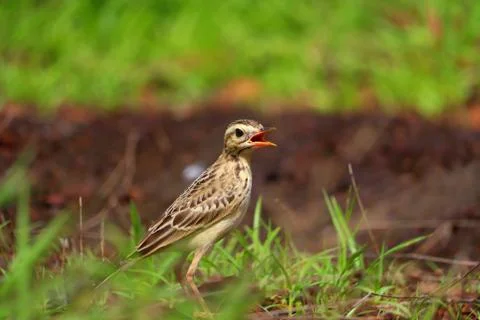Pipit Stock Photos