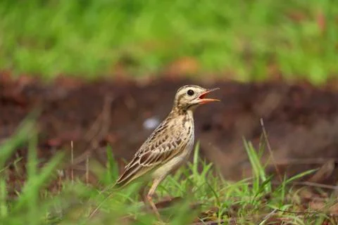 Pipit Stock Photos