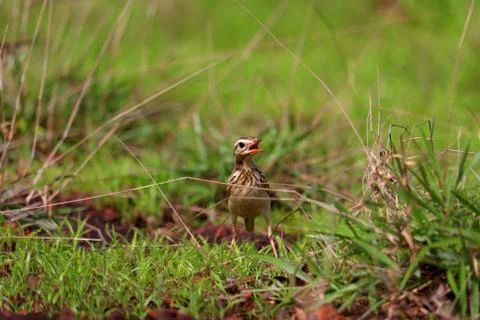 Pipit Stock Photos
