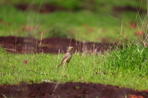 Pipit Stock Photos