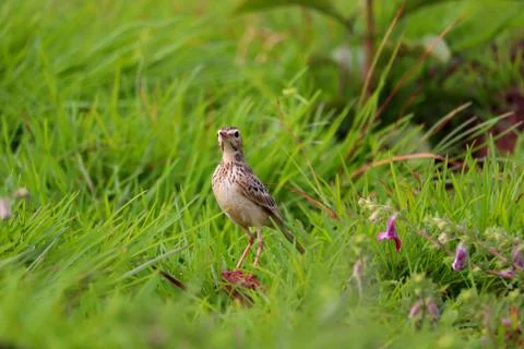 Pipit Stock Photos