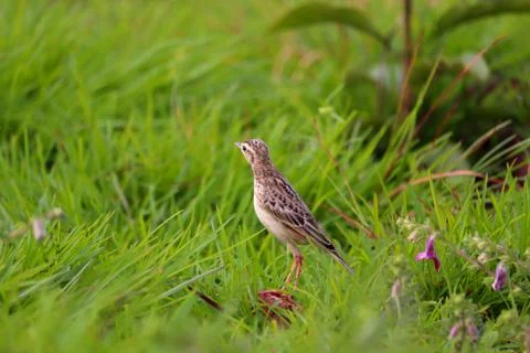 Pipit Stock Photos