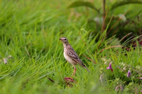 Pipit Stock Photos